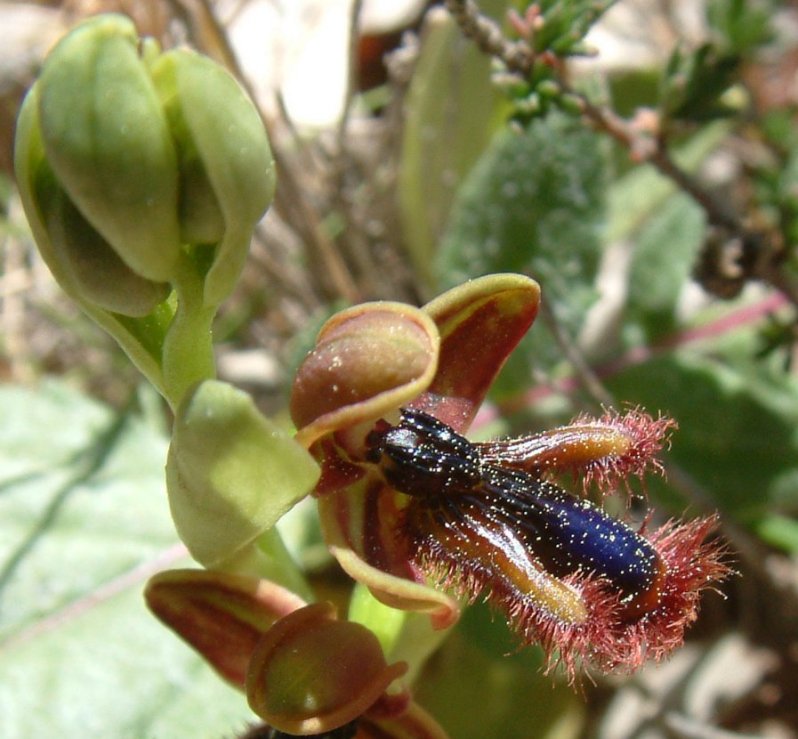 Ophrys regis-ferdinandii