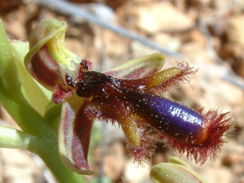 Ophrys regis-ferdinandii