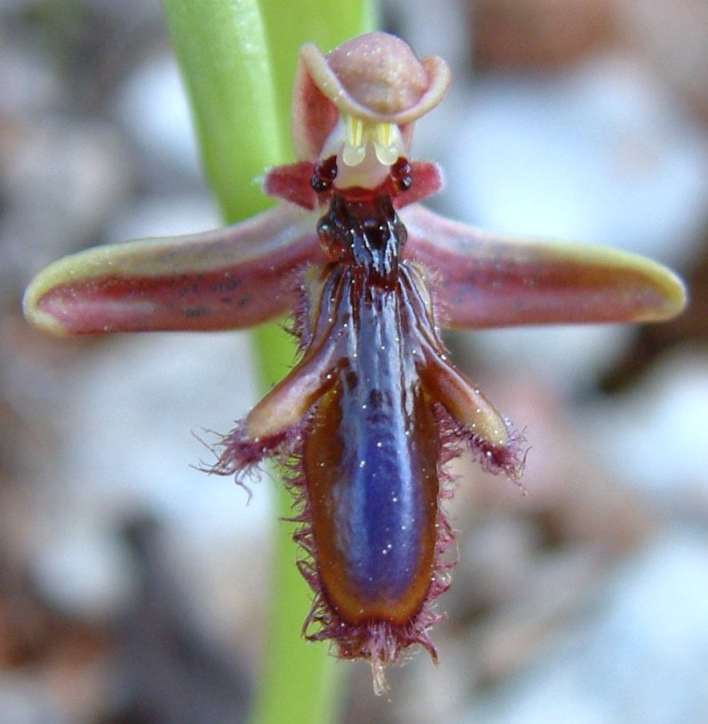 Ophrys regis-ferdinandii