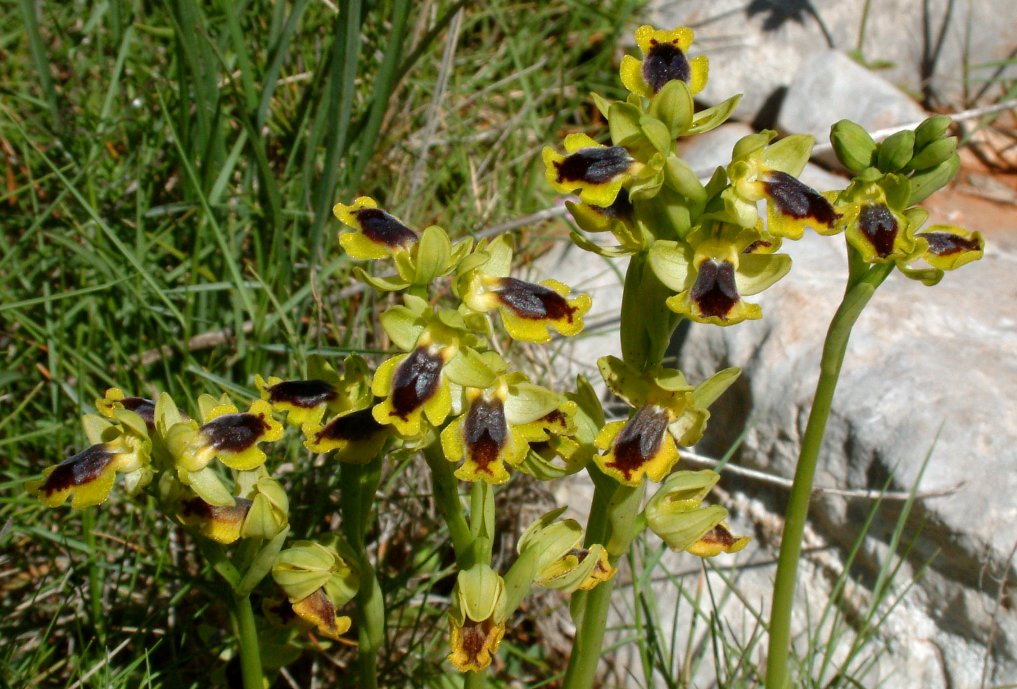 Ophrys sicula