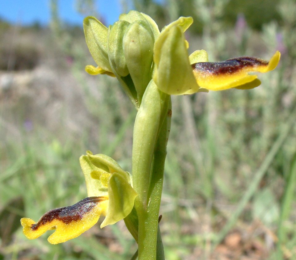 Ophrys sicula