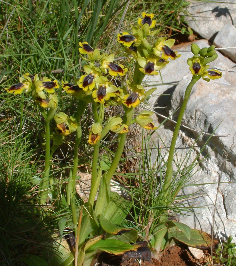 Ophrys sicula