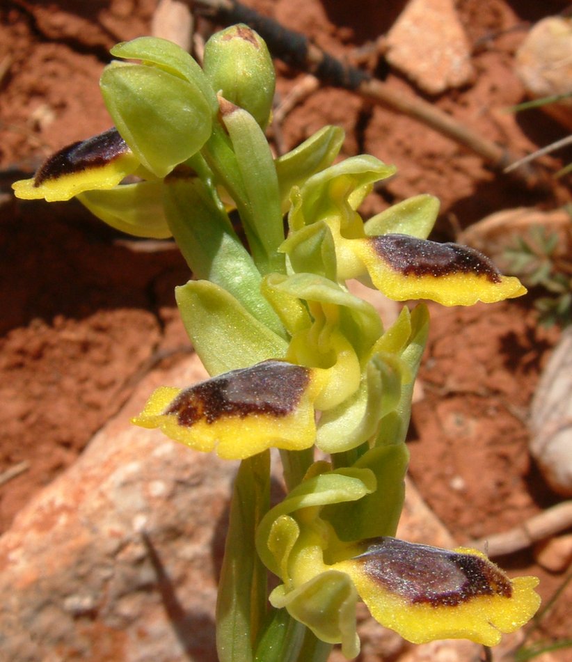 Ophrys sicula