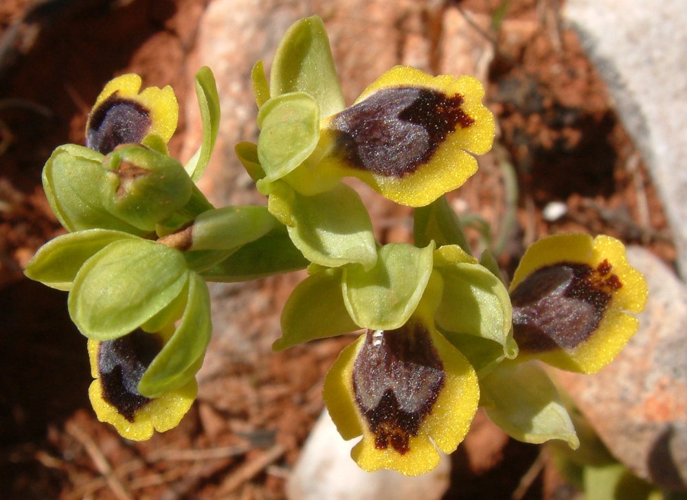 Ophrys sicula