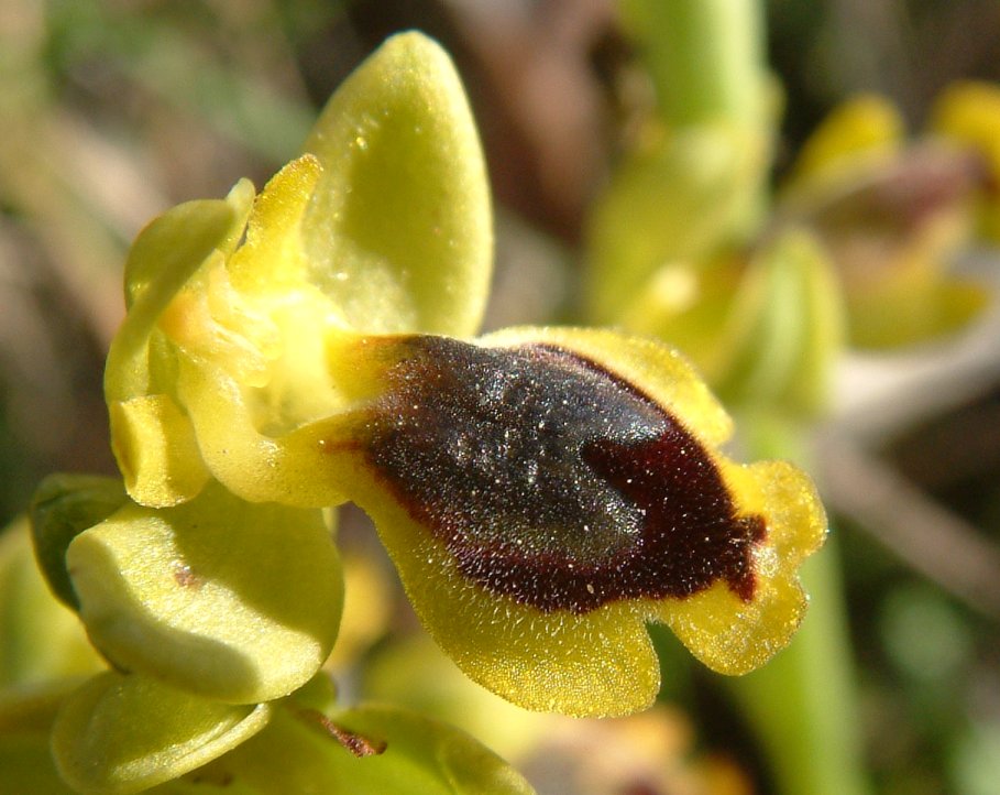 Ophrys sicula