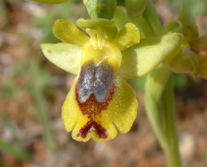 Ophrys sicula
