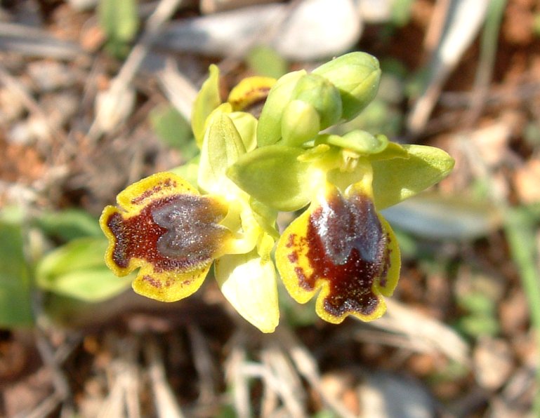 Ophrys sicula