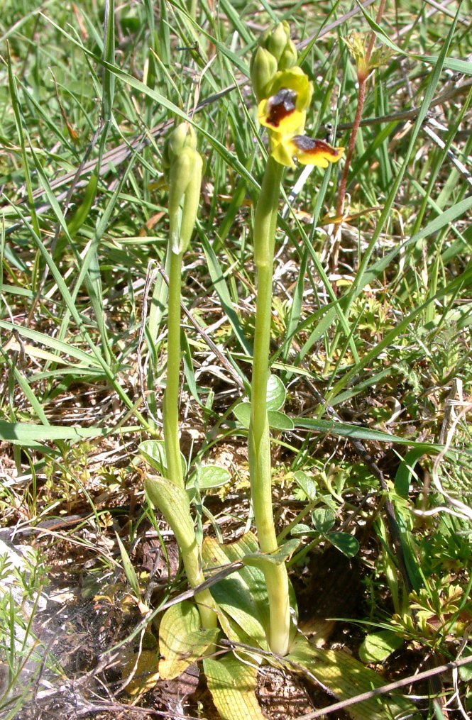 Ophrys phryganae