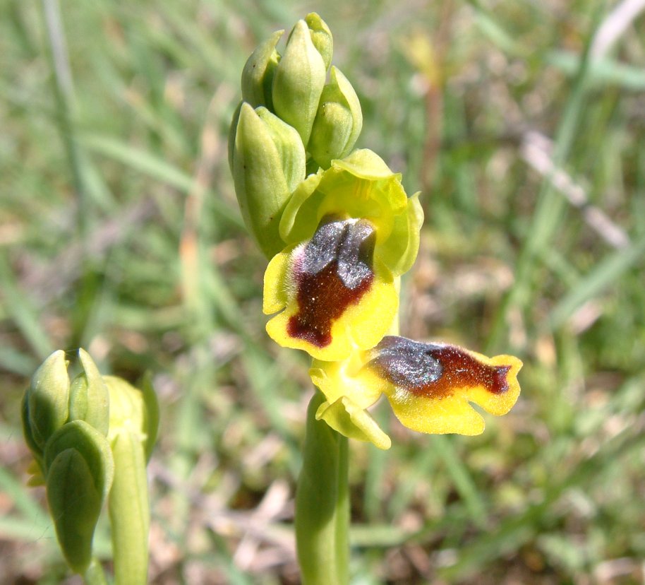 Ophrys phryganae