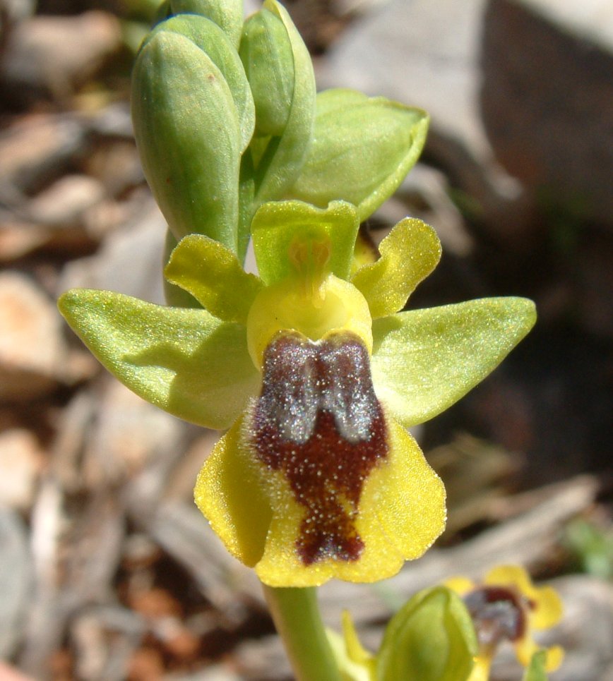 Ophrys phryganae