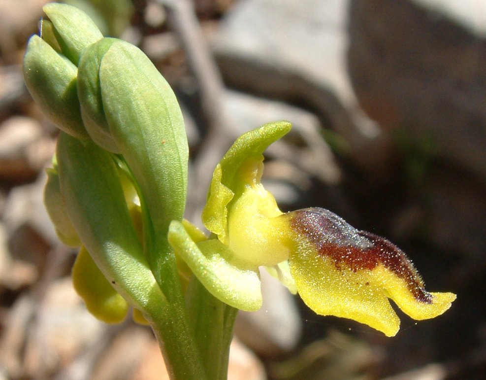 Ophrys phryganae