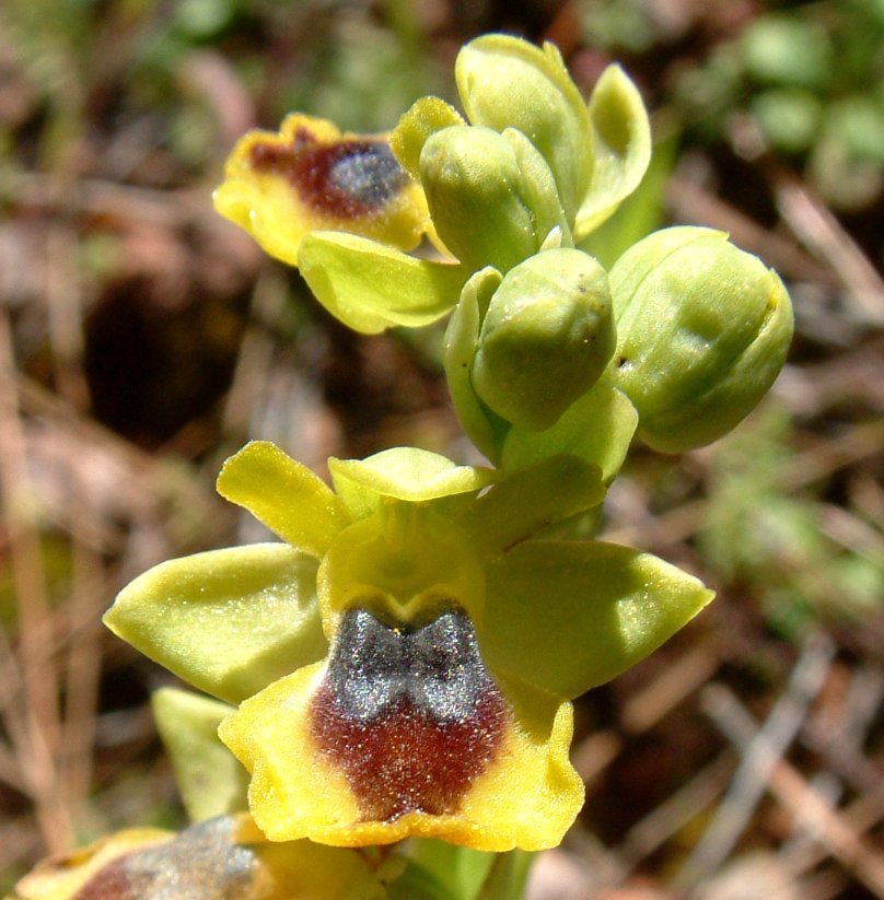 Ophrys phryganae