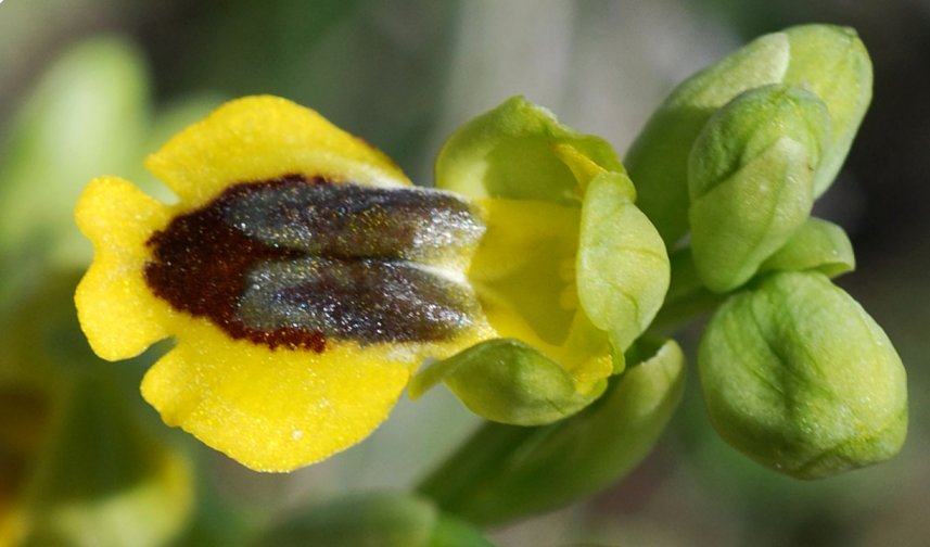 Ophrys phryganae