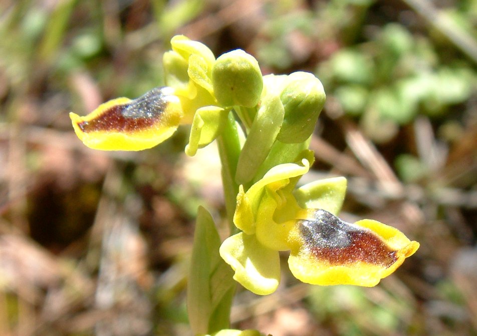 Ophrys phryganae