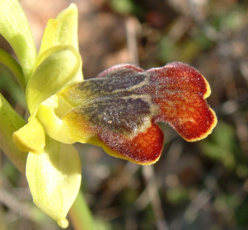 Ophrys parosica  var. parosica