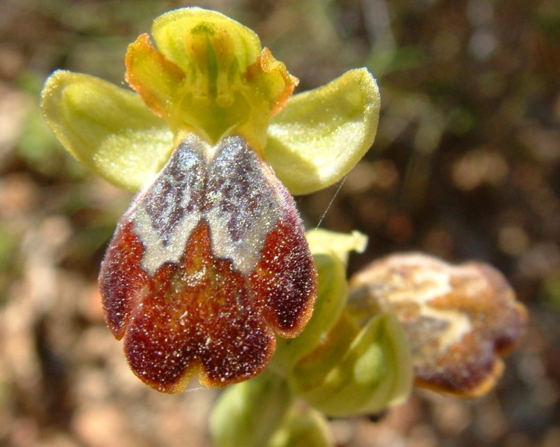 Ophrys parosica  var. parosica