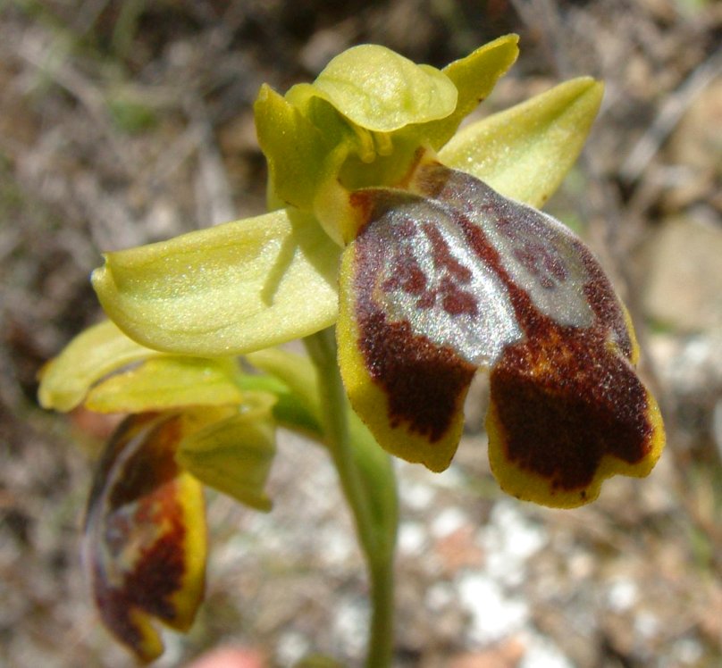 Ophrys parosica  var. parosica