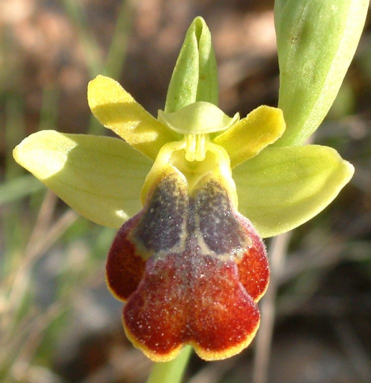 Ophrys parosica  var. parosica