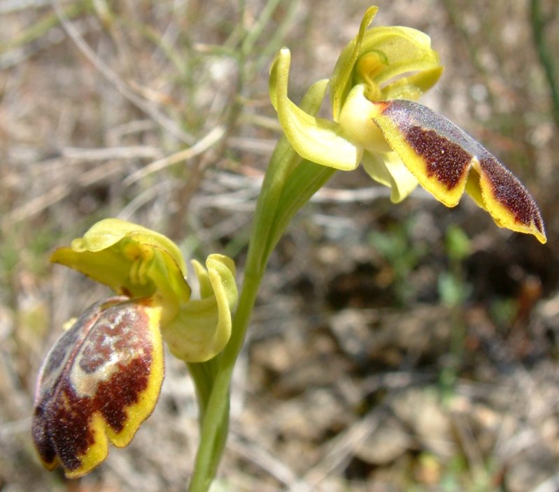 Ophrys parosica  var. parosica