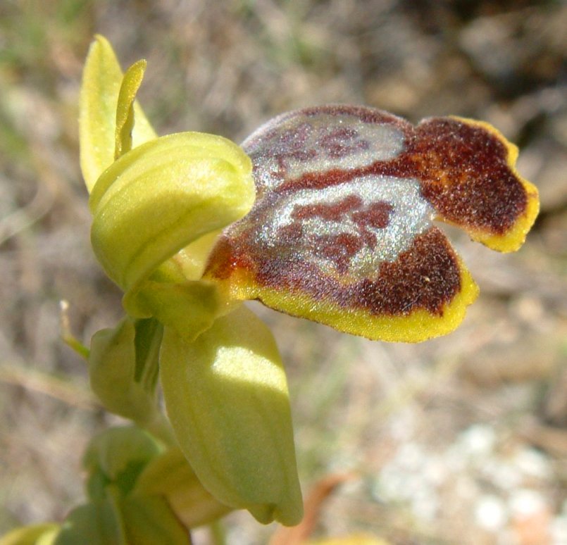 Ophrys parosica  var. parosica