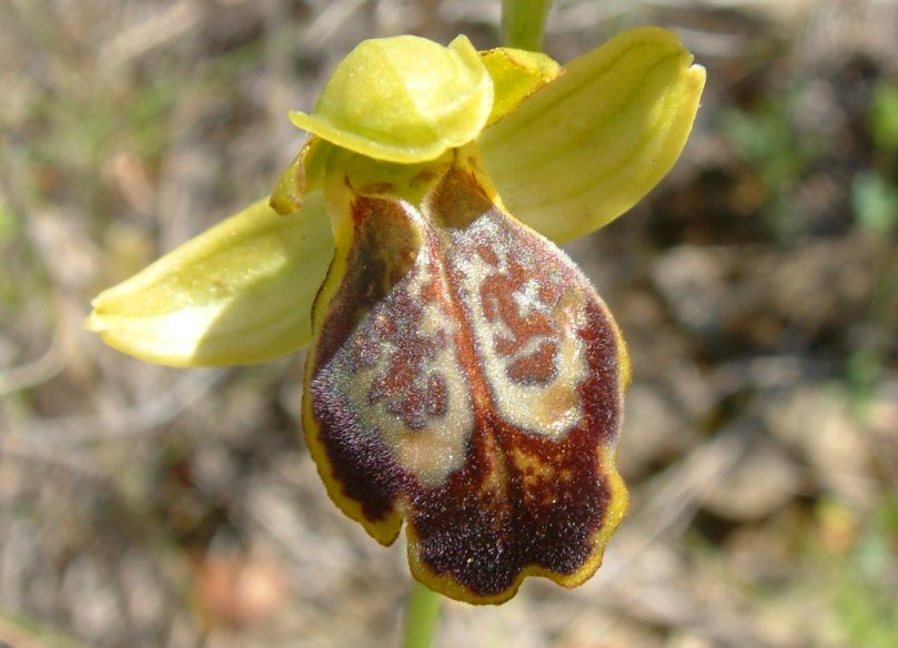 Ophrys parosica  var. parosica