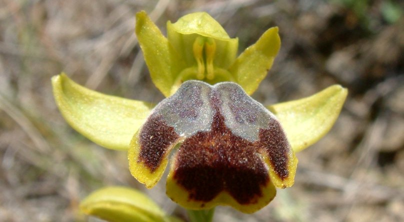 Ophrys parosica  var. parosica