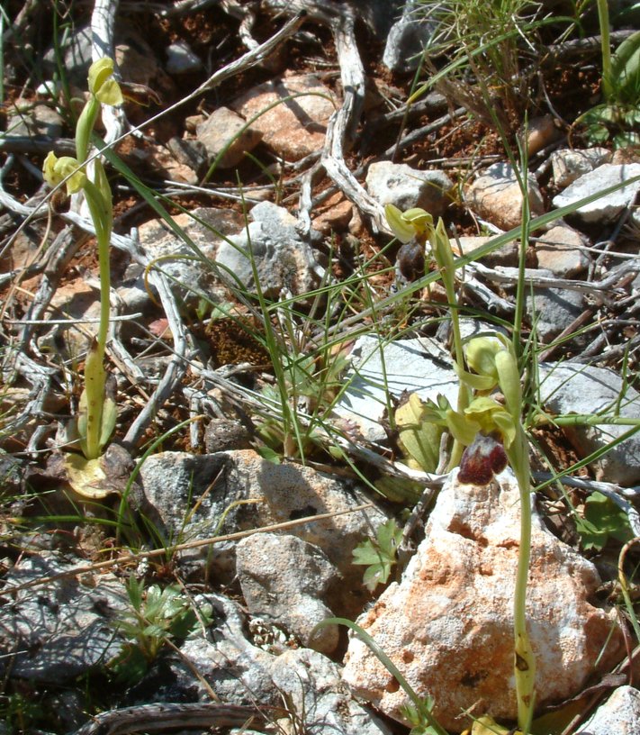 Ophrys parosica  var. parosica