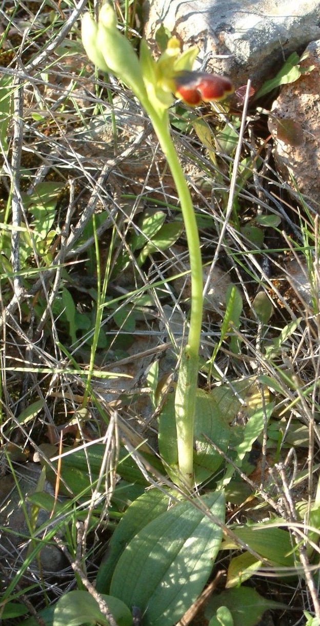 Ophrys parosica  var. parosica