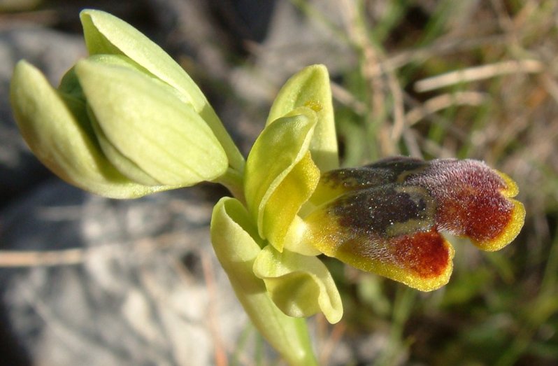 Ophrys parosica  var. parosica