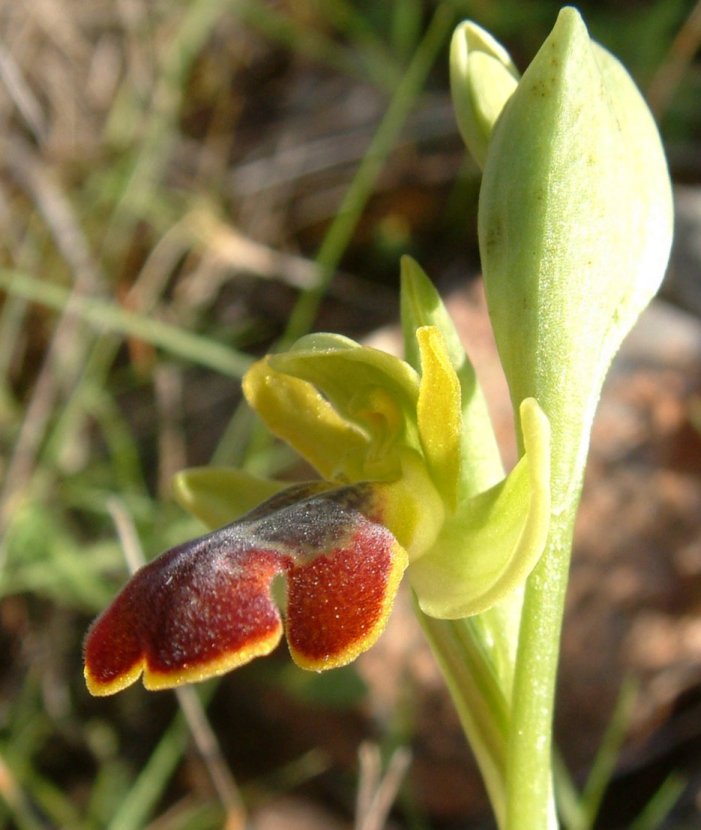 Ophrys parosica  var. parosica