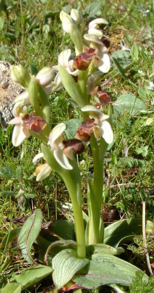 Gruppo di Ophrys umbilicata