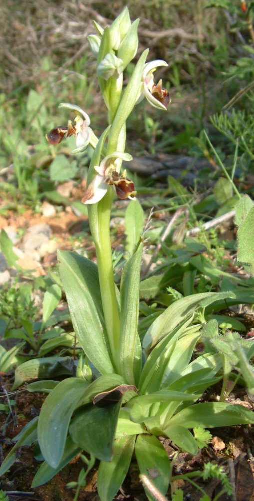 Gruppo di Ophrys umbilicata