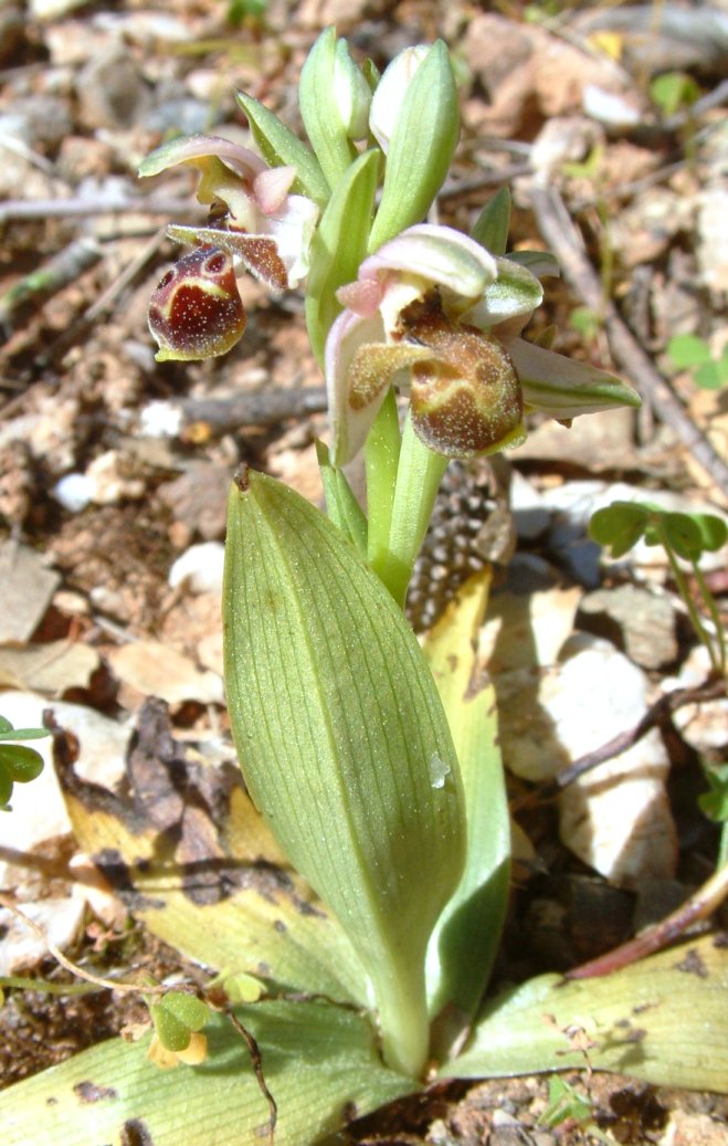 Gruppo di Ophrys umbilicata