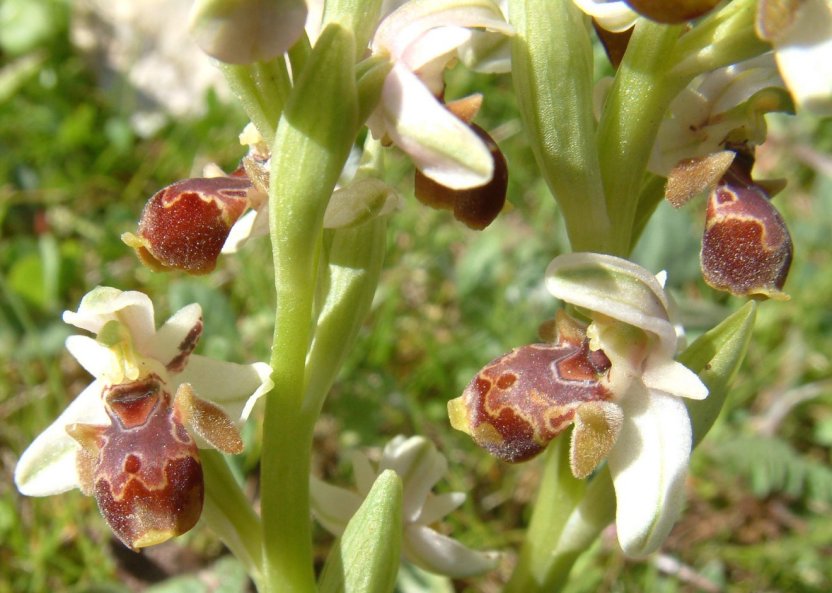 Gruppo di Ophrys umbilicata