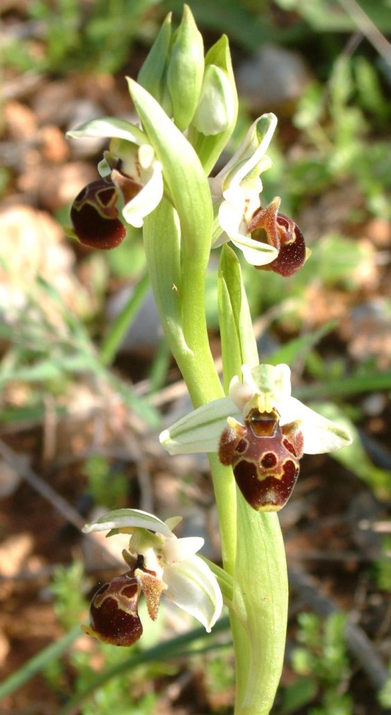 Gruppo di Ophrys umbilicata