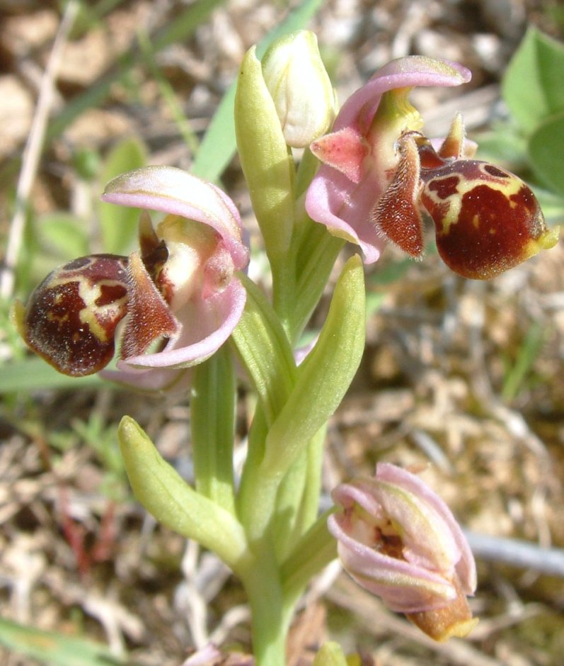 Gruppo di Ophrys umbilicata