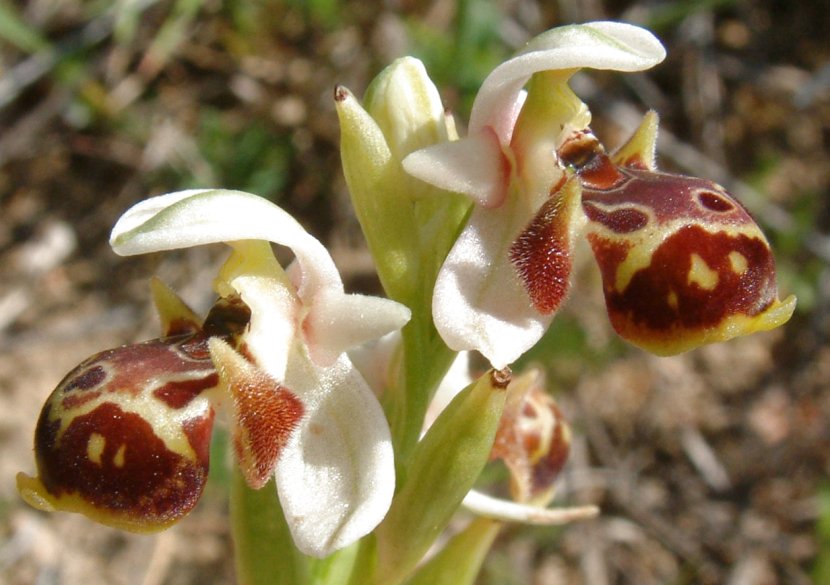 Gruppo di Ophrys umbilicata