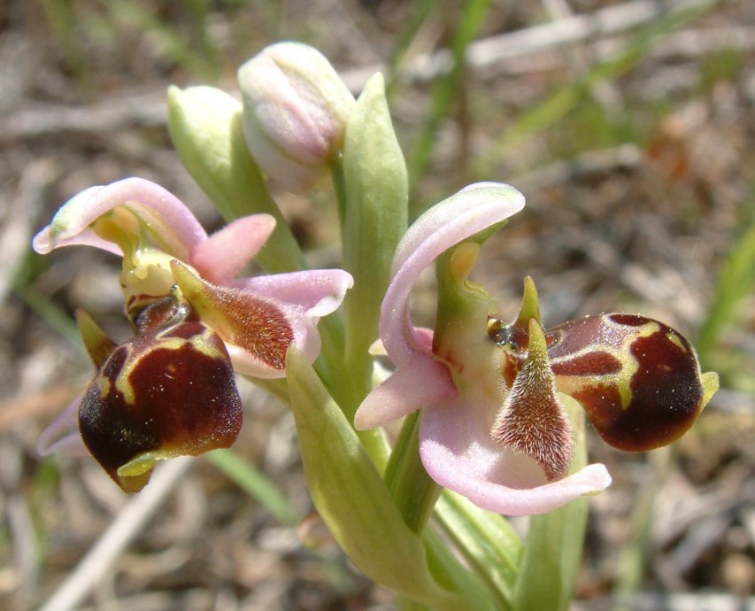 Gruppo di Ophrys umbilicata