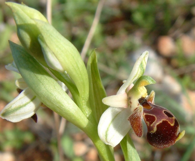 Gruppo di Ophrys umbilicata