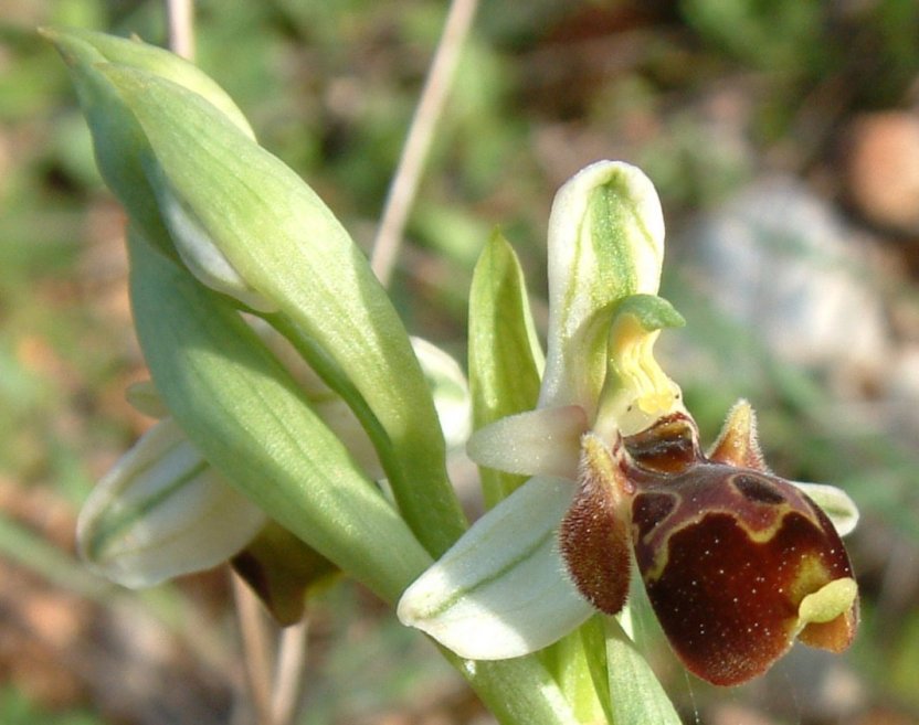 Gruppo di Ophrys umbilicata