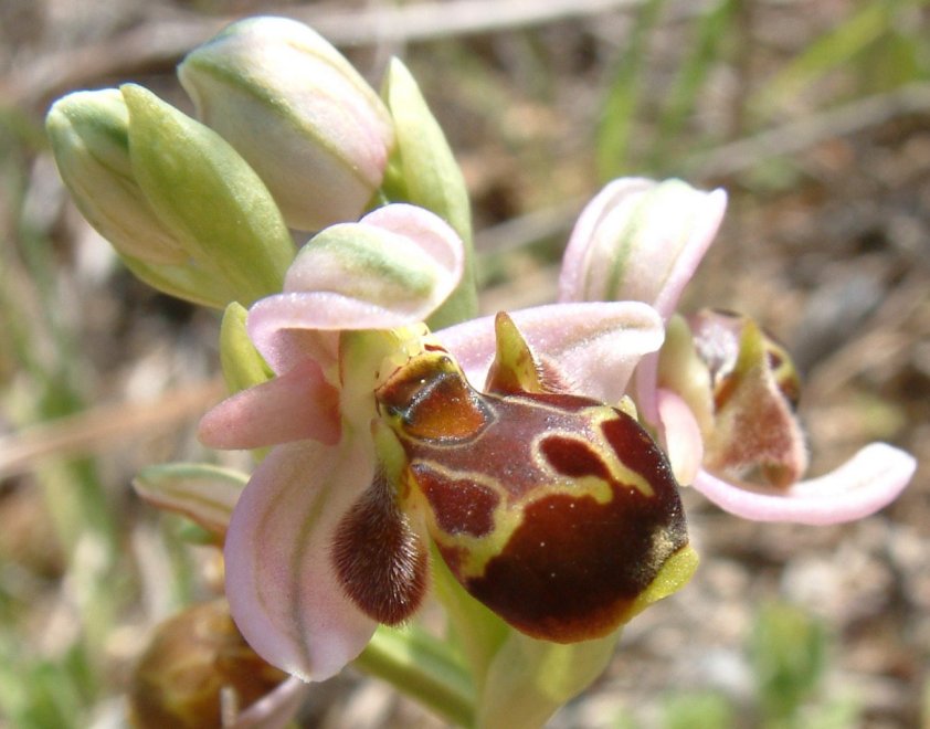 Gruppo di Ophrys umbilicata