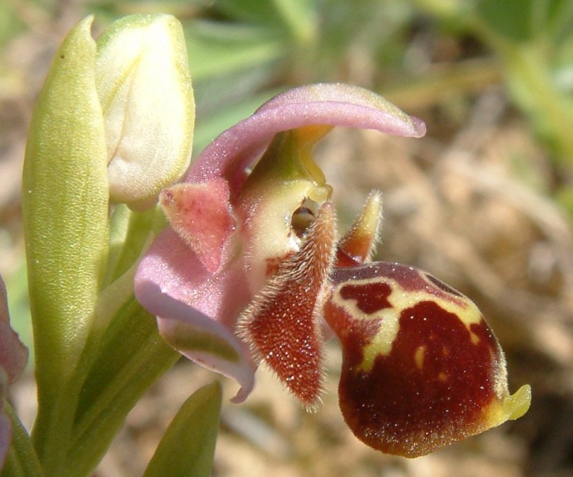 Gruppo di Ophrys umbilicata