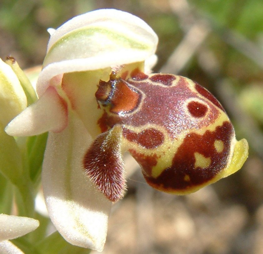 Gruppo di Ophrys umbilicata