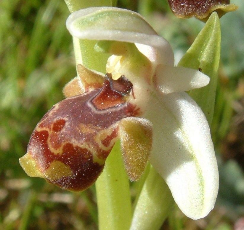 Gruppo di Ophrys umbilicata