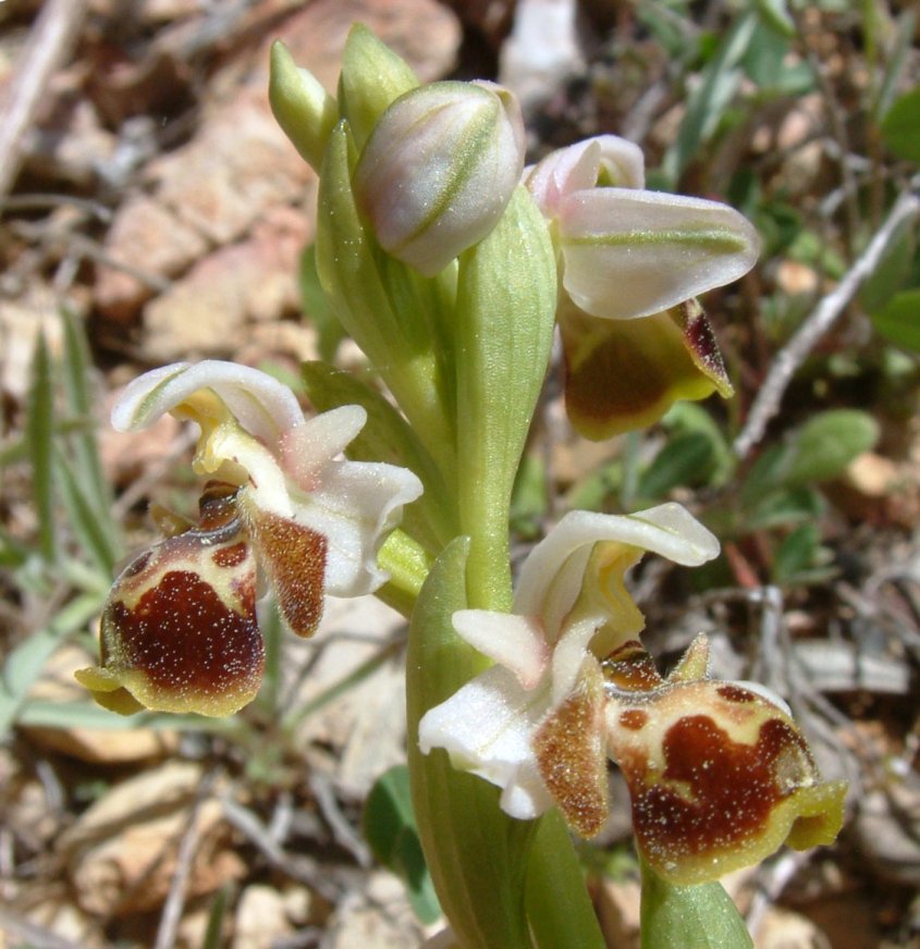 Gruppo di Ophrys umbilicata