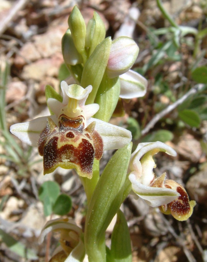 Gruppo di Ophrys umbilicata