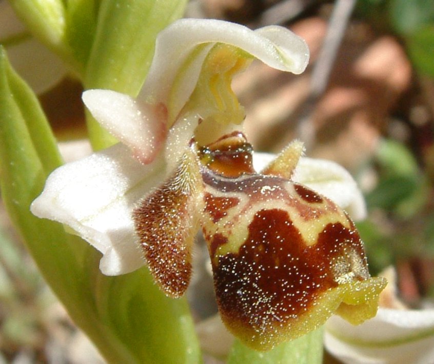 Gruppo di Ophrys umbilicata