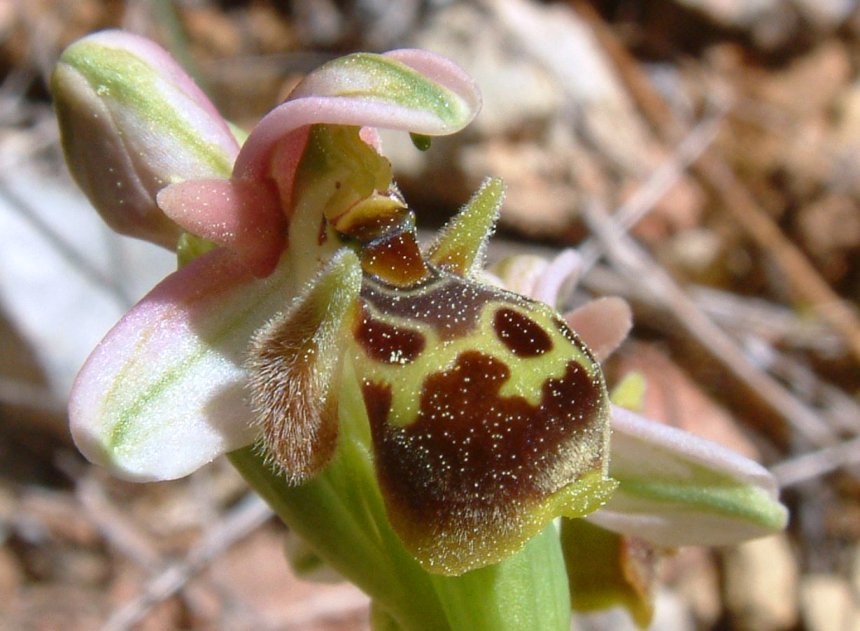 Gruppo di Ophrys umbilicata