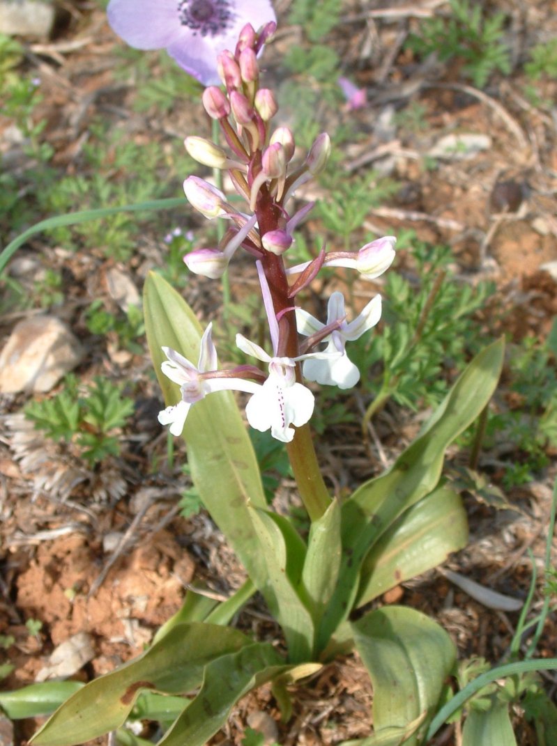 Orchis anatolica