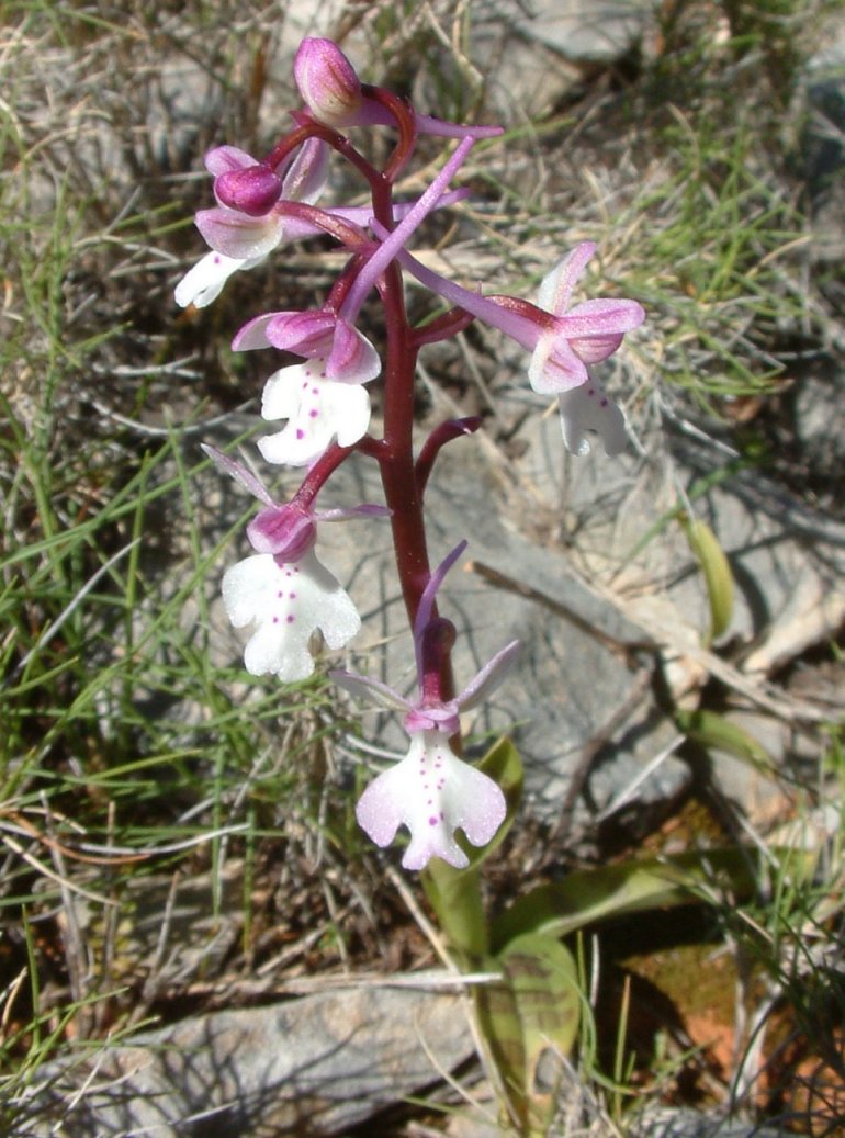Orchis anatolica